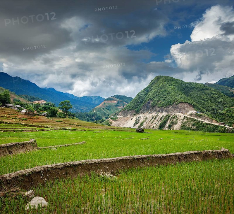 Rice field terraces
