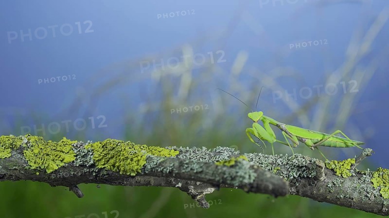 Green praying mantis sits on tree branch and looking at on camera lens on green grass and blue sky background. Transcaucasian tree mantis