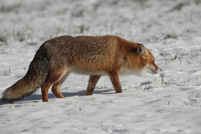 Red fox