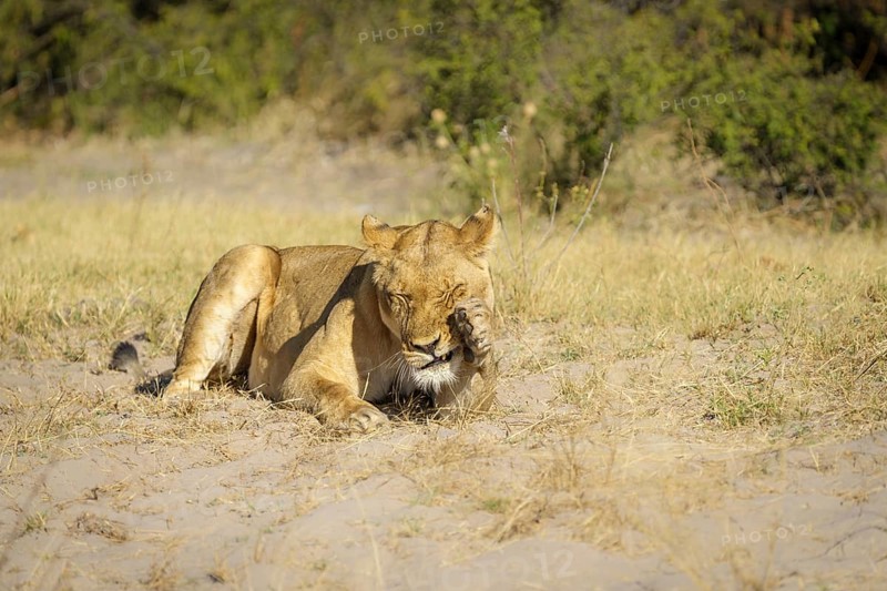 Lioness