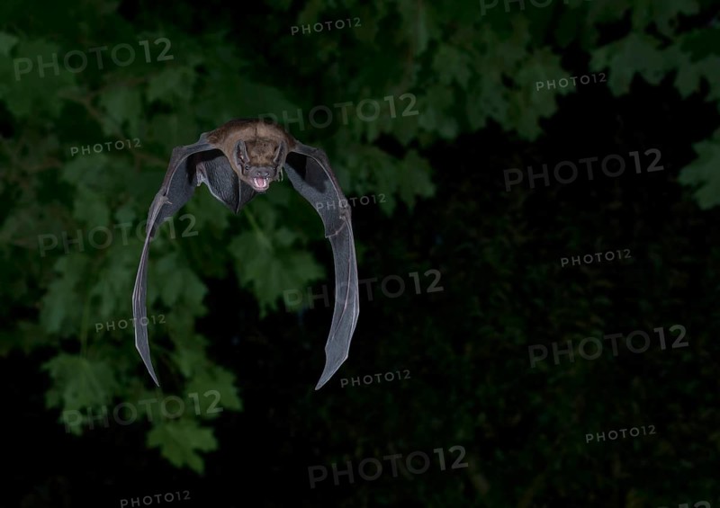 Common noctule