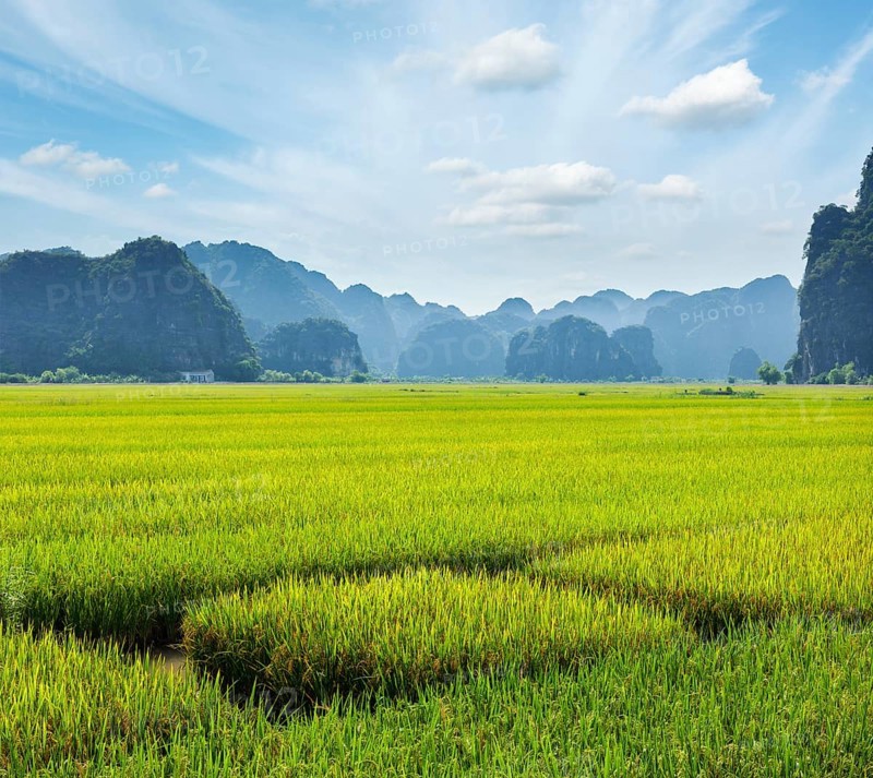 Rice field. Tam Coc
