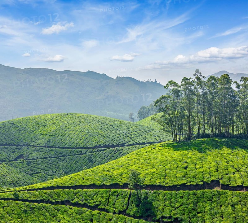 Tea plantations. Munnar