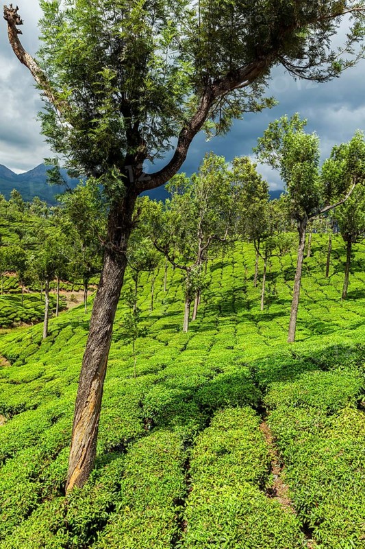 Kerala India travel background