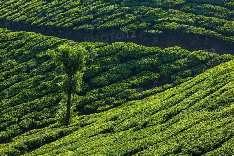Kerala India travel background
