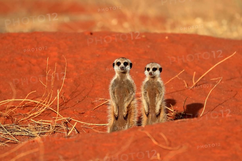 Meerkats