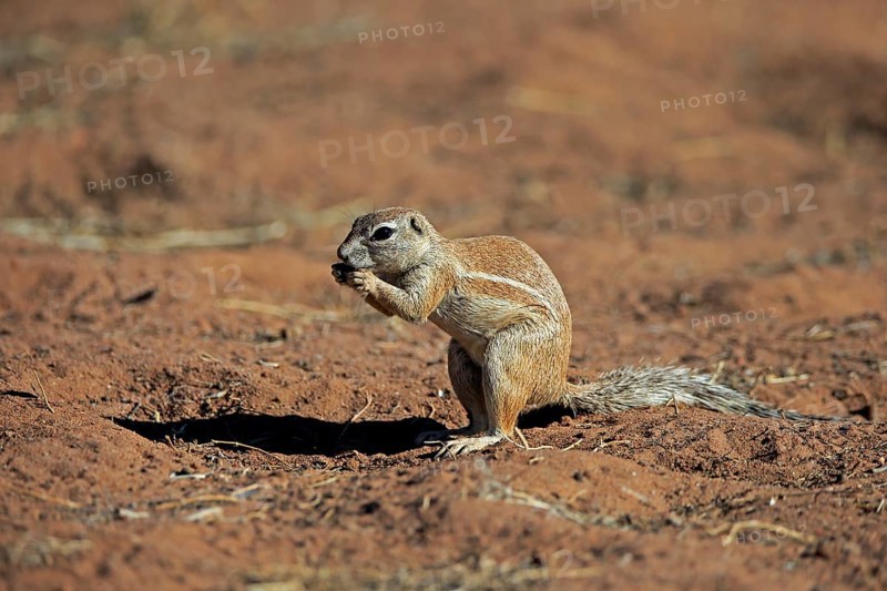 Cape ground squirrel