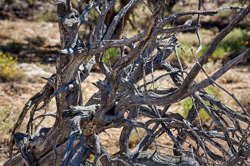 Gnarled log