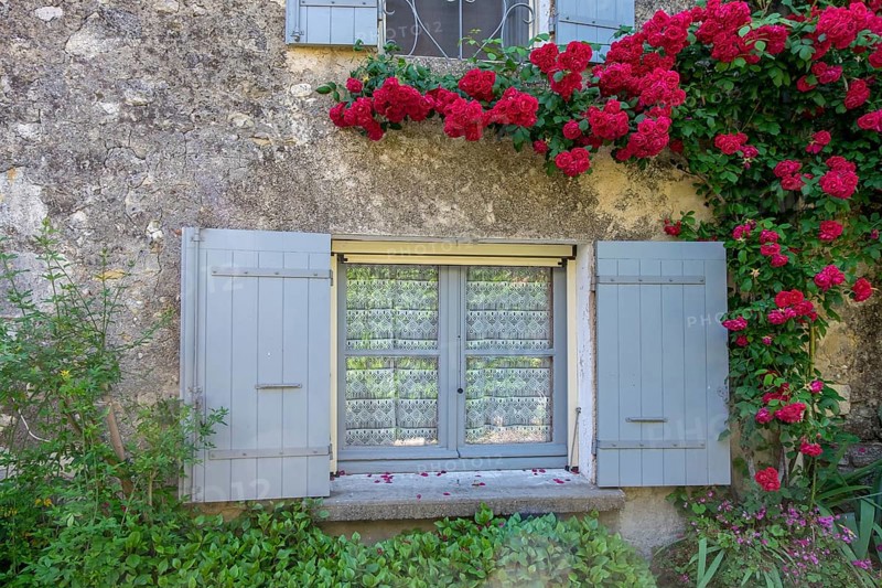 Window with rosebush