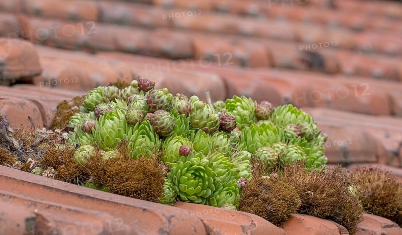 Common houseleek