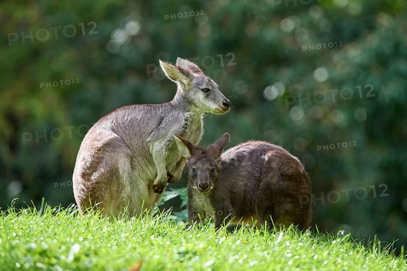 Common Wallaroo