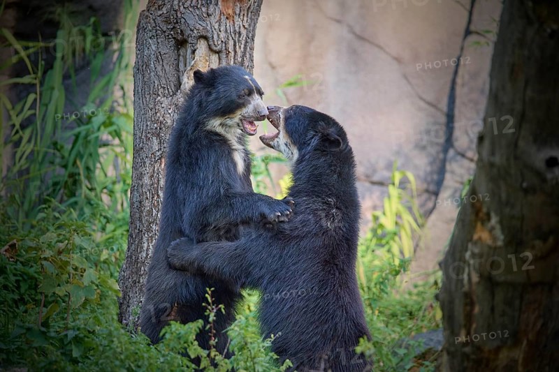 Sun bear
