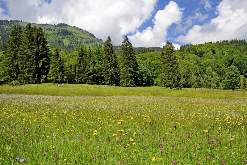 Mountain meadow with wildflowers