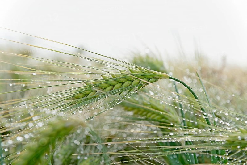 Barley