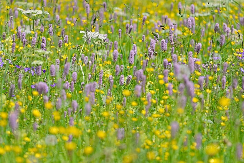 Mountain meadow with wildflowers