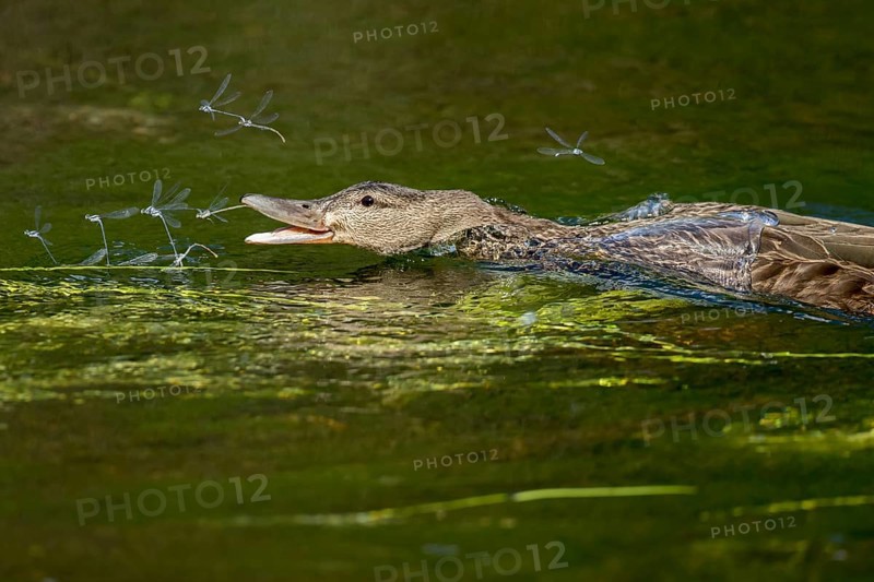Mallard duck