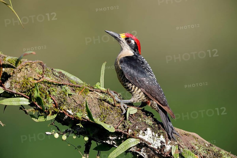 Black-cheeked woodpecker