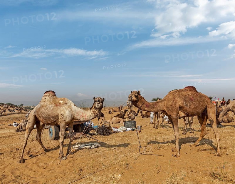 Camels at Pushkar Mela