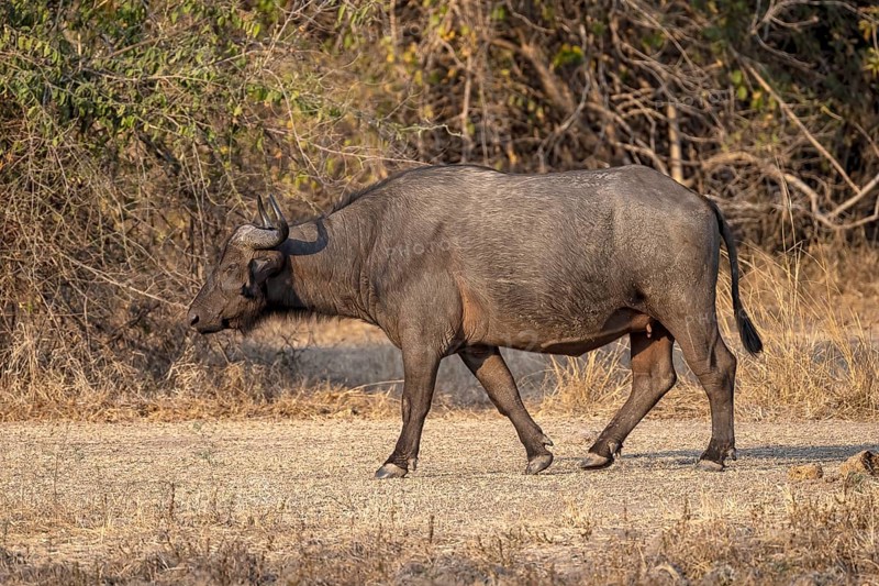 African buffalo