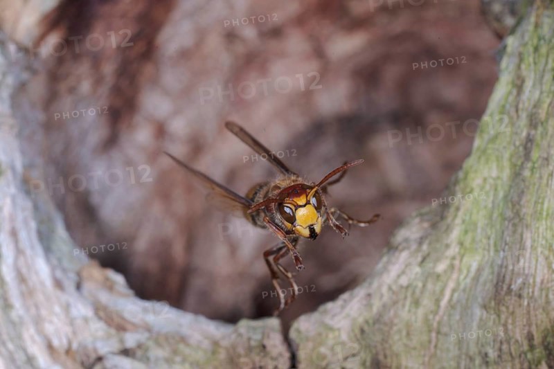 European hornet