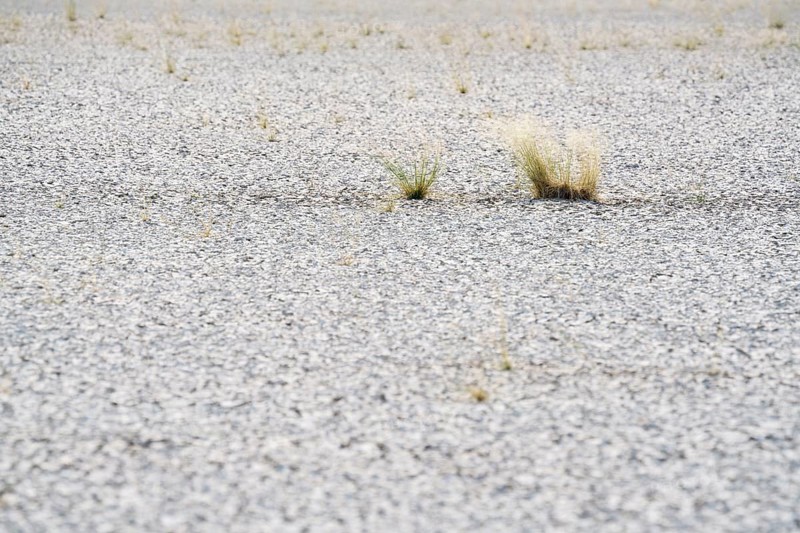 Dried up salt lake with 2 symbolic green plants growing. Etosha National Park