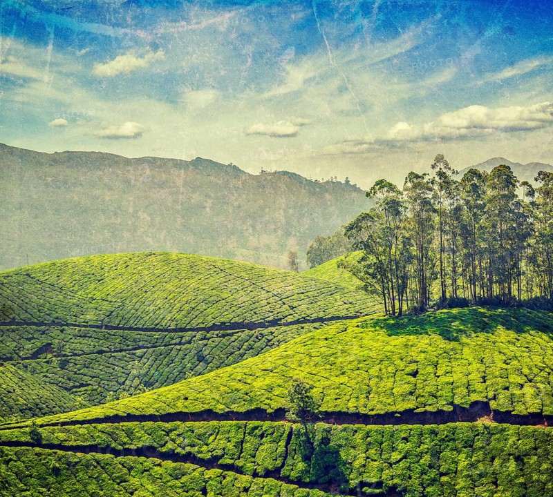 Vintage retro hipster style travel image of tea plantations with grunge texture overlaid. Munnar