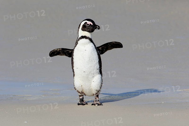 African penguin