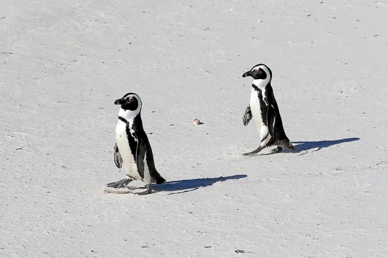 African penguin