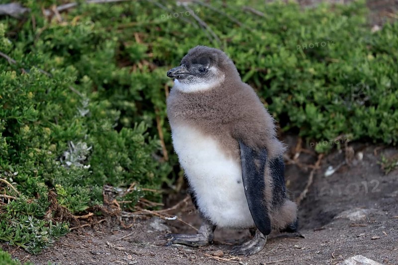African penguin