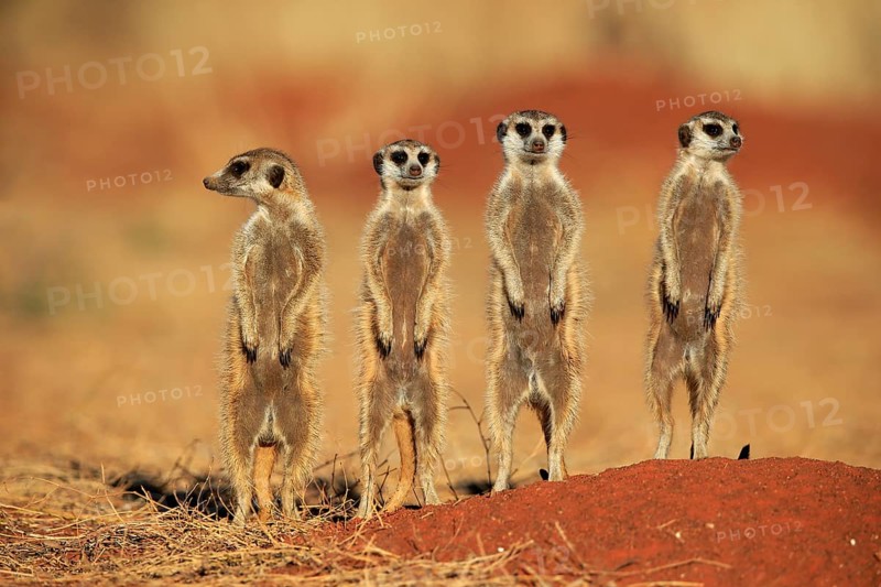 Meerkats