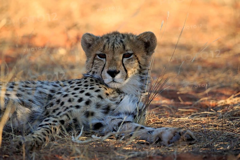 Cheetah
