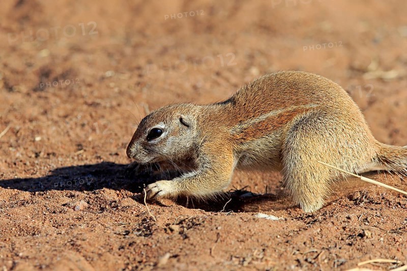 Cape ground squirrel