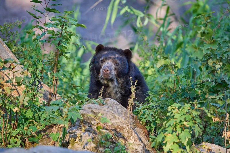 Sun bear