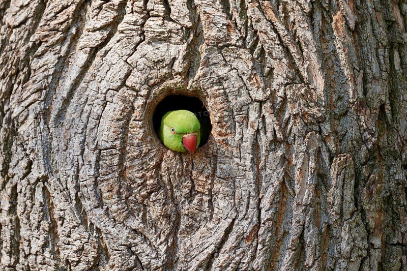 Rose-ringed parakeet