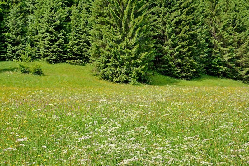 Mountain meadow with wildflowers