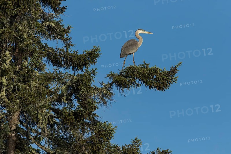 Great blue heron