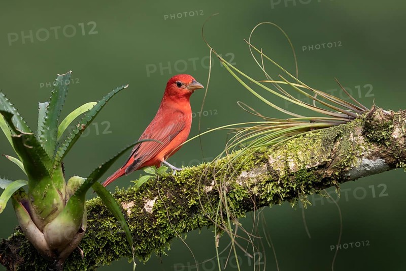 Summer tanager