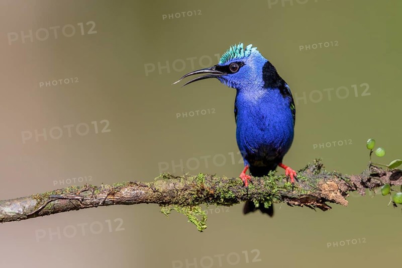 Turquoise Honeycreeper or Red-footed Honeycreeper