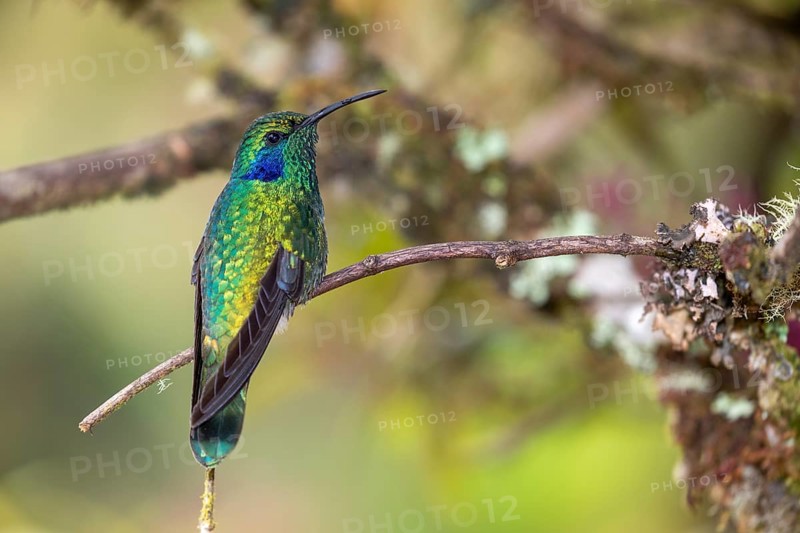 Mexican violetear