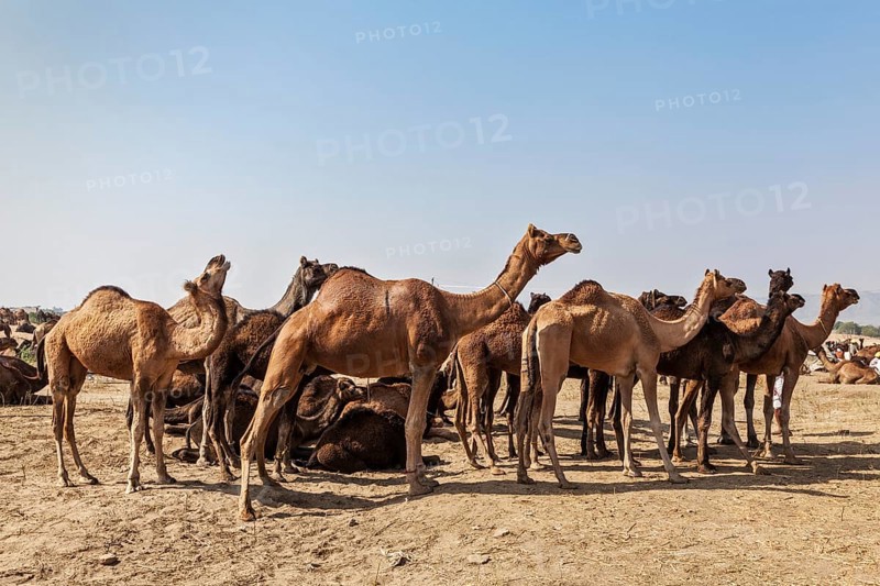 Camels at Pushkar Mela