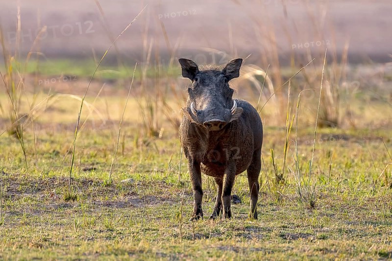 Common warthog
