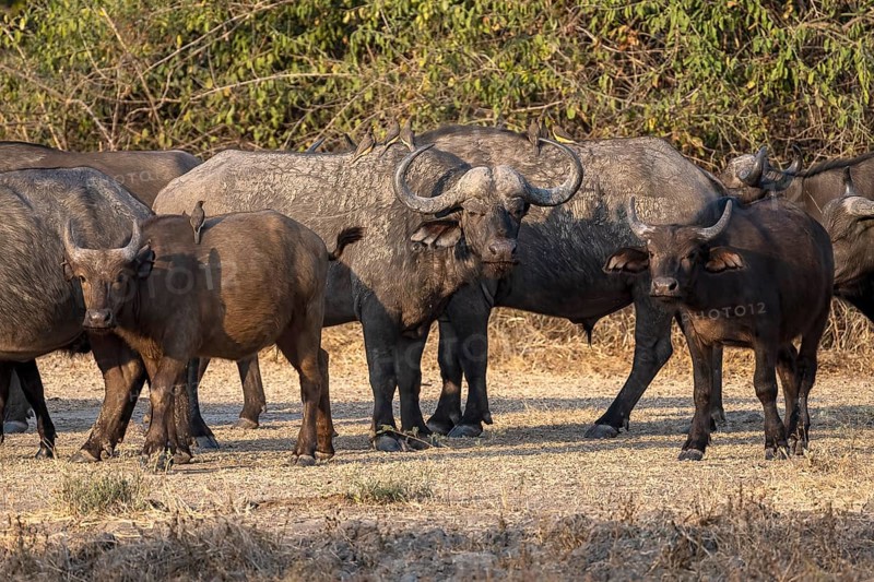 African buffalo