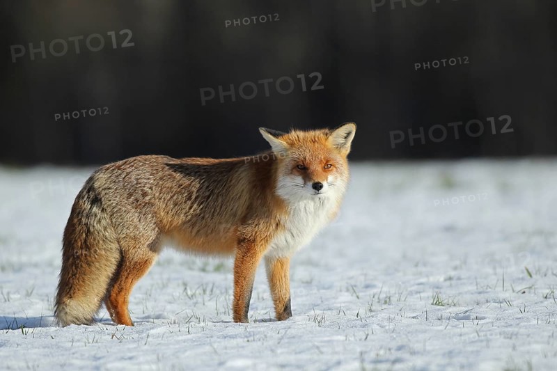 Red fox
