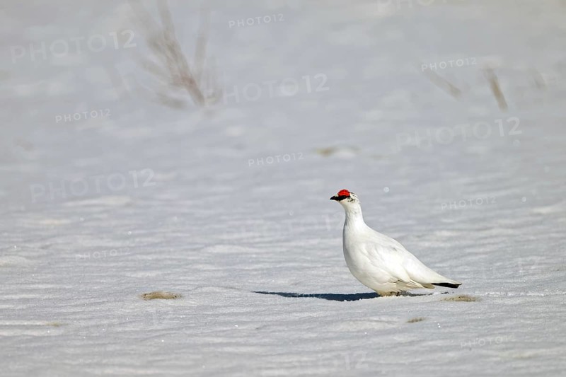 Rock Ptarmigan