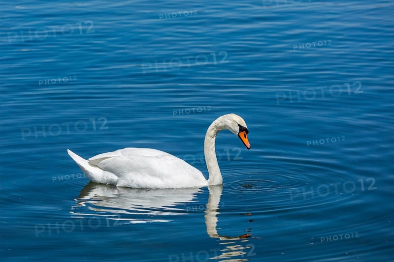 Mute Swan