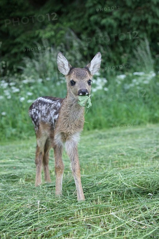 European roe deer