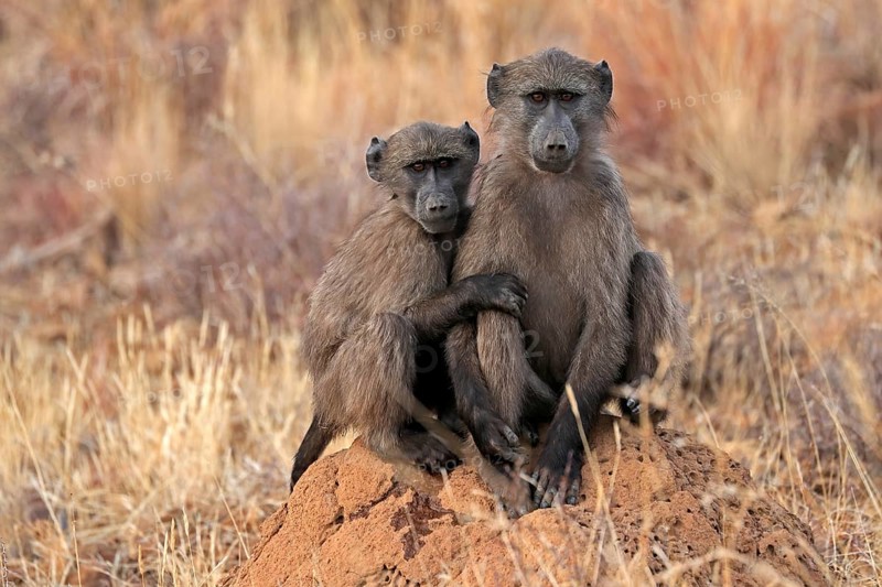 Bear baboon