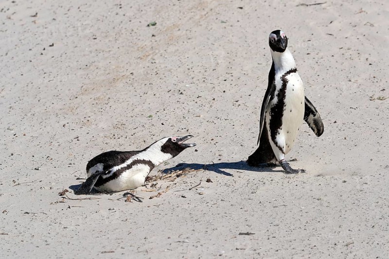 African penguin