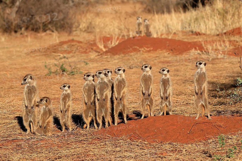 Meerkats