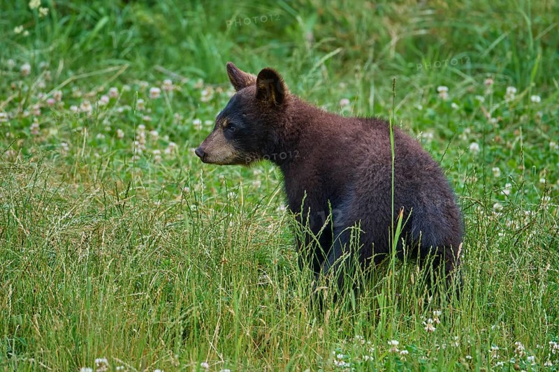 Black bear